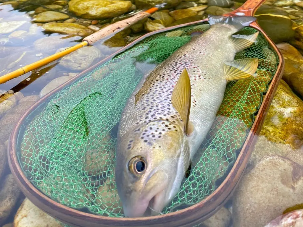 Fly fishing - boat and river