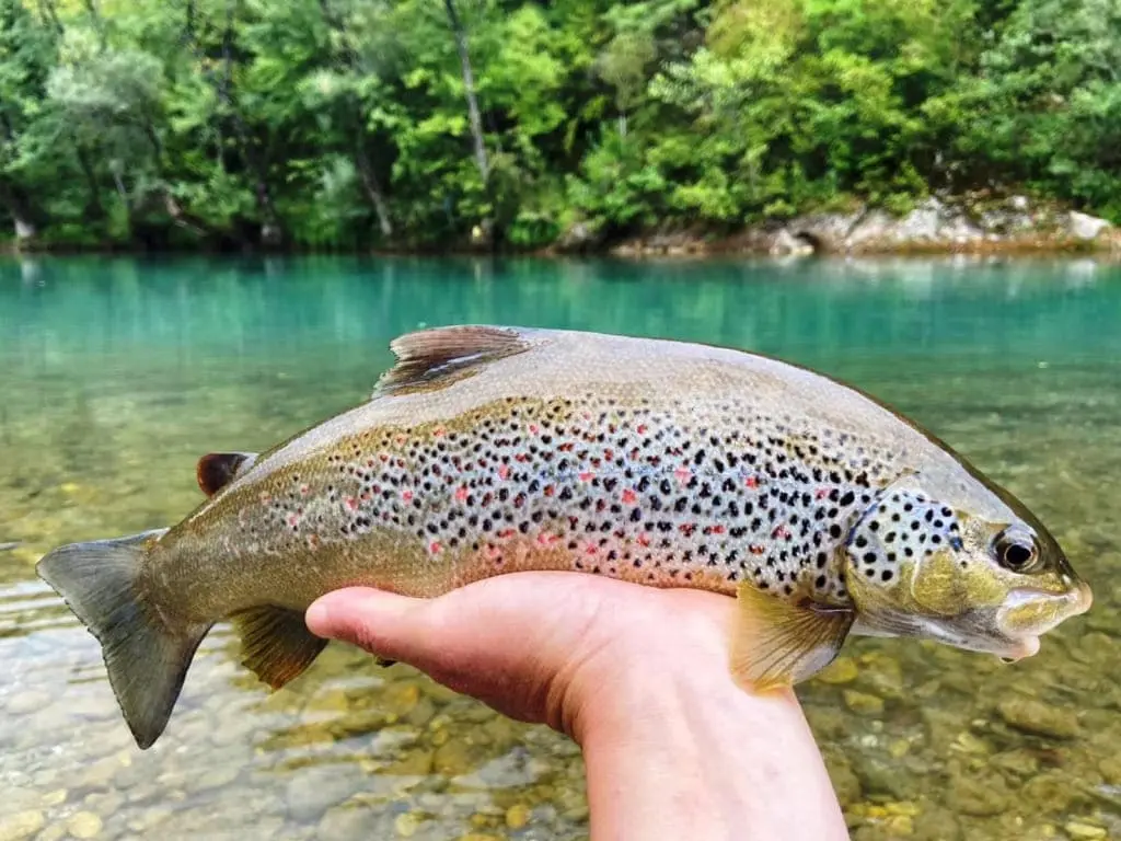 Fly fishing on the Neretva