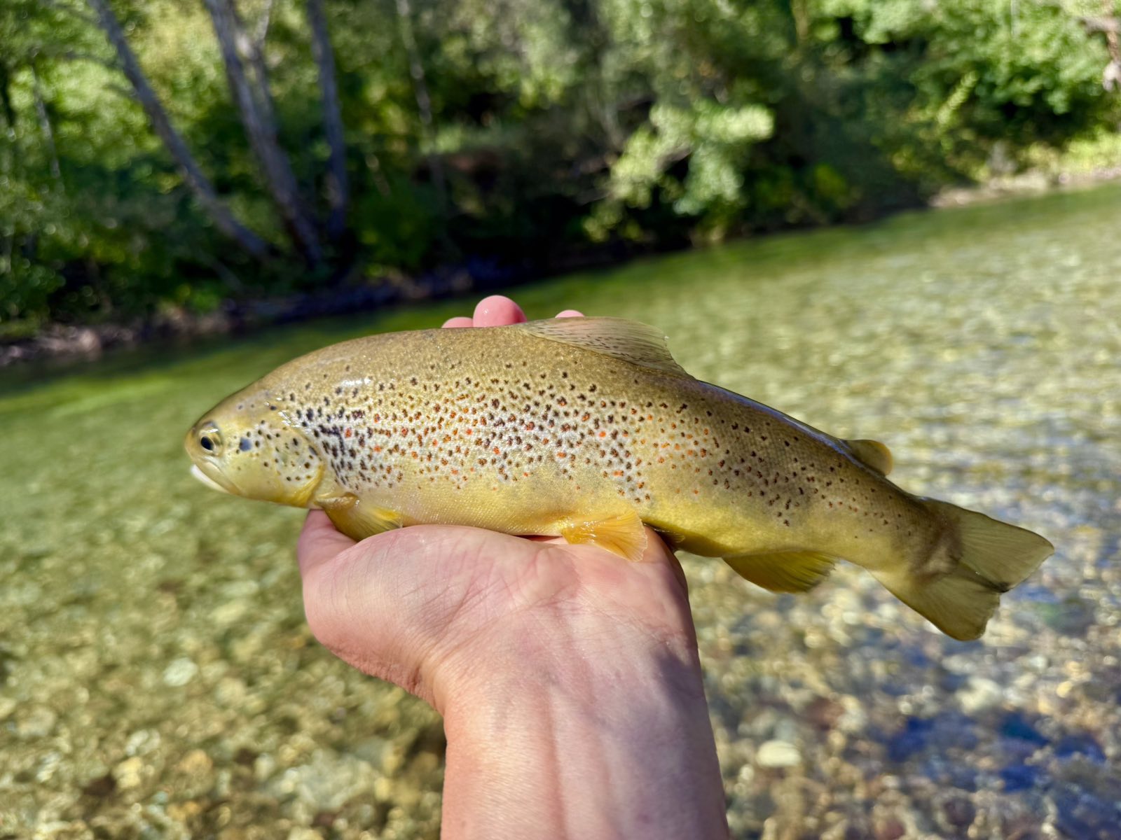 Fly fishing group
