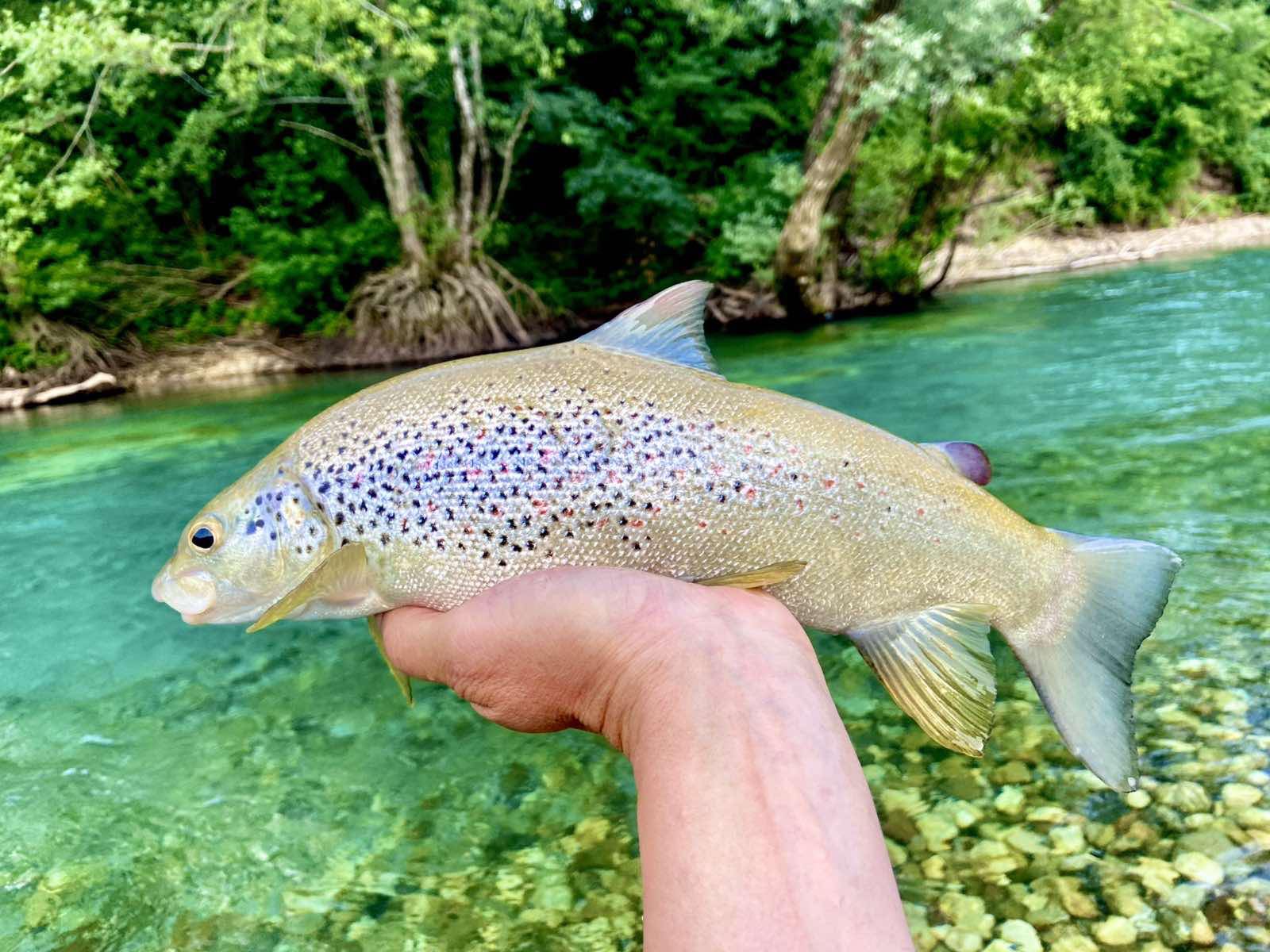 Riverside fishing scene